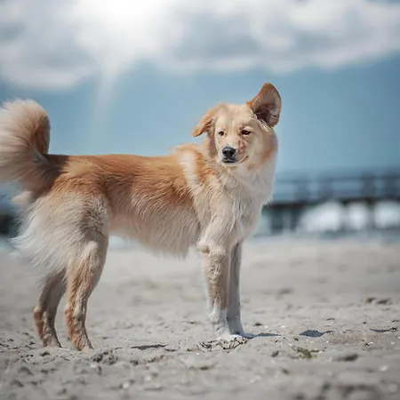 Aufschwung Ii Haushaelfte Apartament *